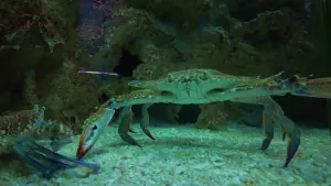 Cretaquarium  - CRETE