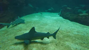 Cretaquarium  - CRETE