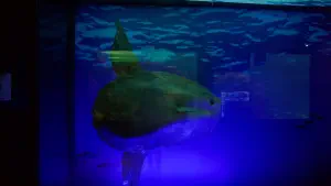 Cretaquarium  - CRETE