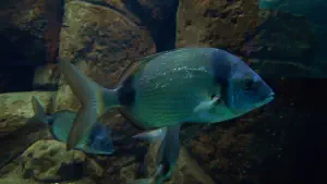 Cretaquarium  - CRETE