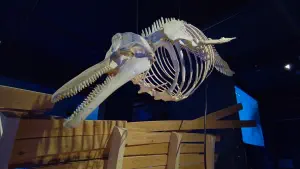 Cretaquarium  - CRETE