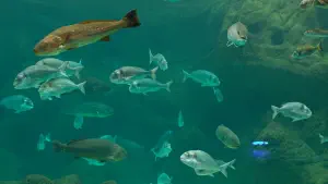 Cretaquarium  - CRETE