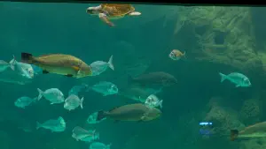 Cretaquarium  - CRETE