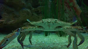 Cretaquarium  - CRETE