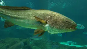 Cretaquarium  - CRETE