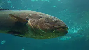 Cretaquarium  - CRETE