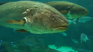 Cretaquarium  - CRETE