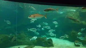 Cretaquarium  - CRETE