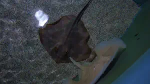 Cretaquarium  - CRETE