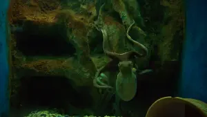 Cretaquarium  - CRETE