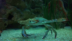 Cretaquarium  - CRETE