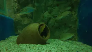 Cretaquarium  - CRETE