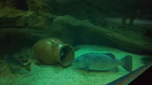 Cretaquarium  - CRETE