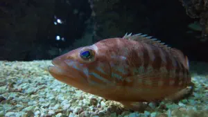 Cretaquarium  - CRETE