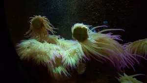 Cretaquarium  - CRETE