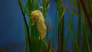 Cretaquarium  - CRETE