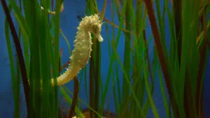 Cretaquarium  - CRETE