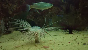 Cretaquarium  - CRETE