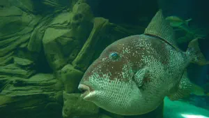 Cretaquarium  - CRETE