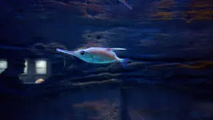 Cretaquarium  - CRETE