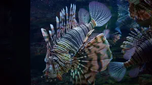 Cretaquarium  - CRETE