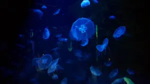 Cretaquarium  - CRETE