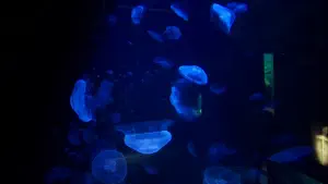 Cretaquarium  - CRETE