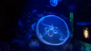 Cretaquarium  - CRETE