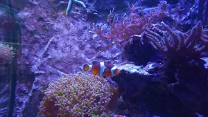 Cretaquarium  - CRETE