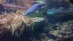 Cretaquarium  - CRETE