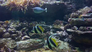 Cretaquarium  - CRETE