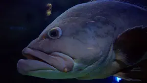 Cretaquarium  - CRETE