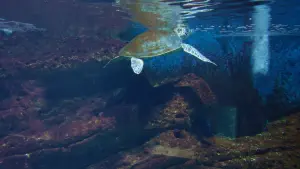 Cretaquarium  - CRETE