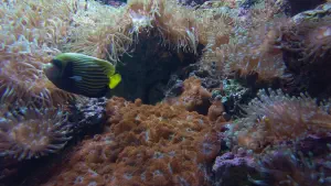 Cretaquarium  - CRETE