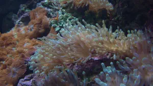 Cretaquarium  - CRETE