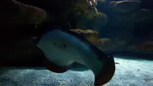 Cretaquarium  - CRETE