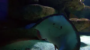 Cretaquarium  - CRETE