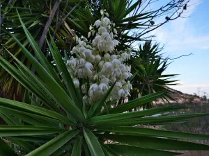 Faflagos Beach  - CRETE