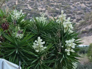 Faflagos Beach  - CRETE