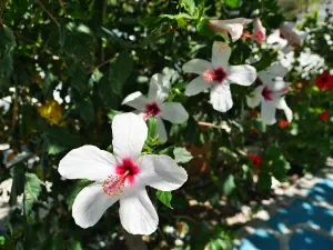 Kommos Beach  - CRETE