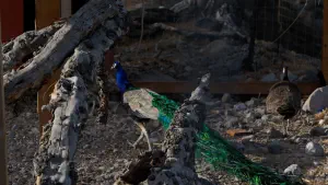 Koudouma Monastery  - CRETE