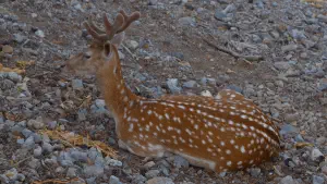 Koudouma Monastery  - CRETE