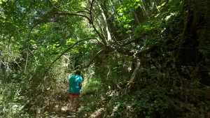 Kounaviano Gorge  - CRETE