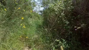 Kounaviano Gorge  - CRETE