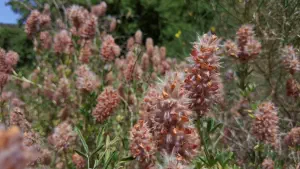 Kounaviano Gorge  - CRETE