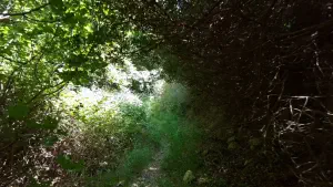 Kounaviano Gorge  - CRETE