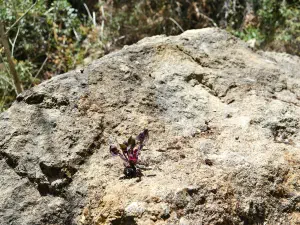 Kounaviano Gorge  - CRETE