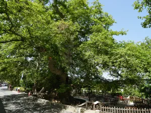 Krasi Megali Vrysi  - CRETE