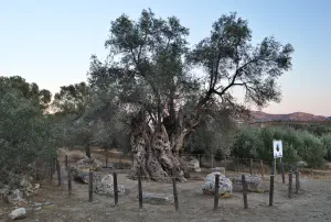 Mana Elia (Mother Olive Tree of Kamilari)  - CRETE