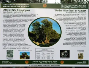 Mana Elia (Mother Olive Tree of Kamilari)  - CRETE